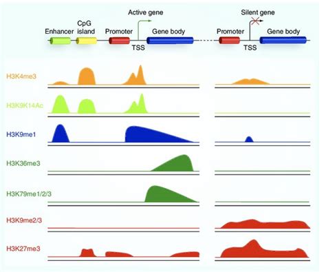 Understanding Chromatin Biology Using Hts Introduction To Chip Seq