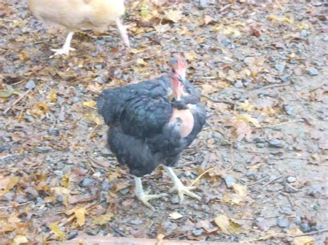 Naked Neck Turken Pics BackYard Chickens Learn How To Raise Chickens