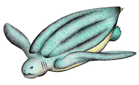 Leatherback Sea Turtle By Sethd2725 On Deviantart