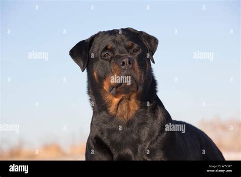 Rottweiler Portrait By Salt Marsh Guilford Connecticut Usa Stock