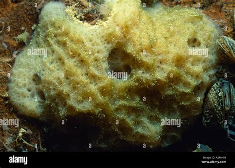 Freshwater Sponge Spongilla Hi Res Stock Photography And Images Alamy