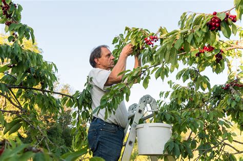 Descubriendo las cerezas chilenas un manjar de exportación