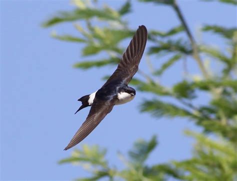 L Hirondelle De Fen Tre Faune Champagne Ardenne Org