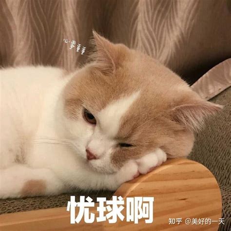 养猫5年了，才知道摸猫咪的“爪子”，代表这些含义！ 知乎