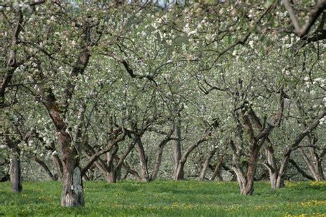 Ясная поляна, Россия — подробная информация с фото