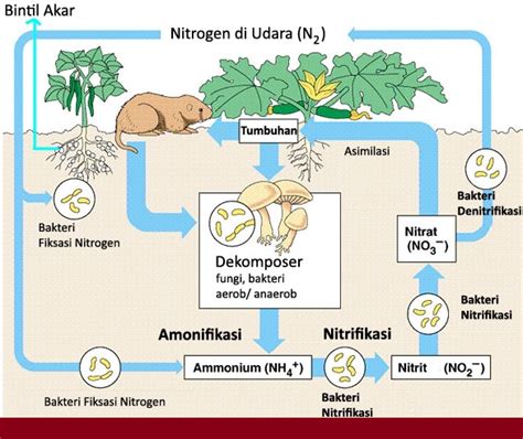 Macam Macam Daur Biogeokimia Daur Air Daur Nitrogen Daur Fosfor