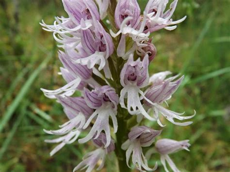 Wild Nature Of The Cantabrian Mountains Spain A New Location Of The Orchis Italica Naked Man