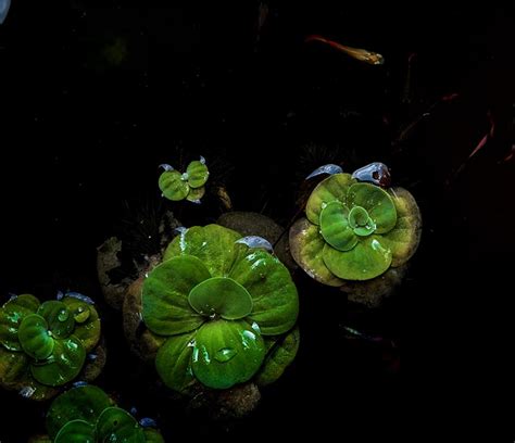 water lettuce aquarium
