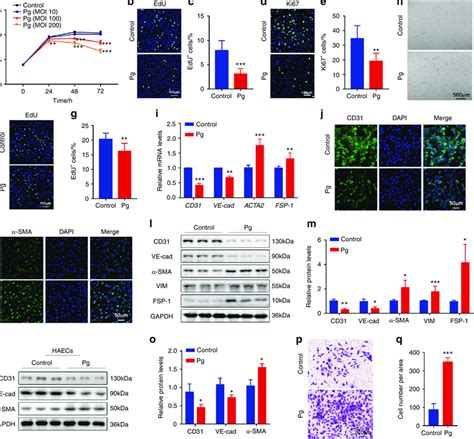 P Gingivalis Inhibits Proliferation And Stimulates Endothelial