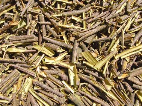 Калина: Полезные Свойства и Вред (Рецепты) +Отзывы