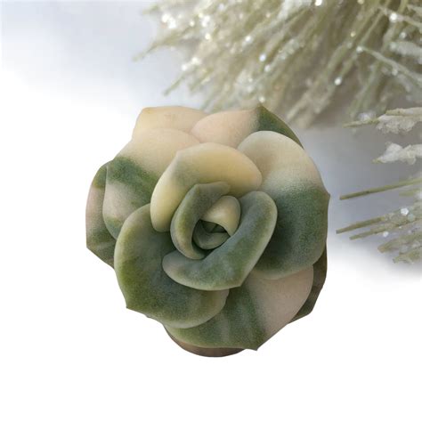 Echeveria Lovely Rose, Variegata – Cedar Creek Farmhouse