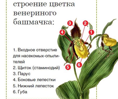 Венерин башмачок/Cypripedium на Supersadovnik.ru