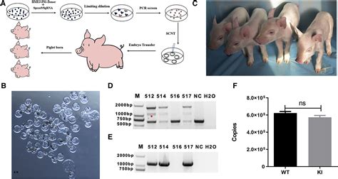Myostatin Inhibitor