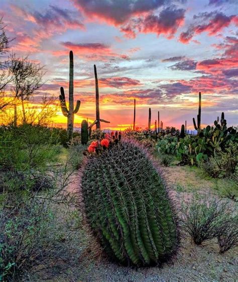 The Sunset Views From Saguaro National Park Never Disappoint Photo By Arizona Nature Lovers