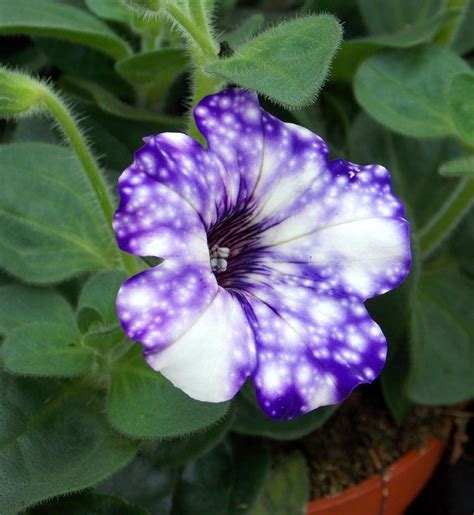 petunija noćno nebo | Plants, Nebo