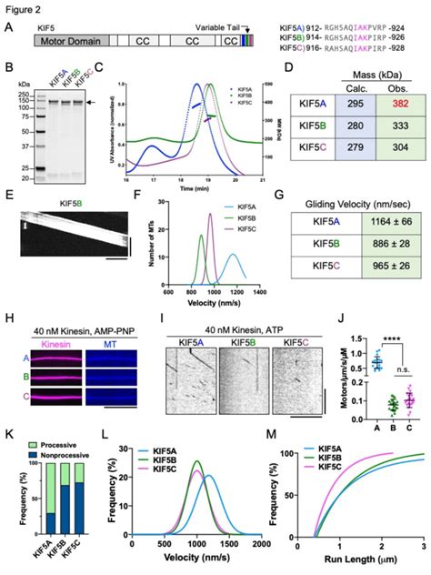 Charcaterization Of Full Length Human KIF5 Isotypes A Schematic Of