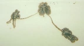 16 Things You Probably Didnt Know About Cephalopod Sex MBARI