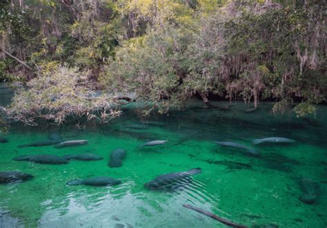 14 Best Places To See Manatees In Florida - A Florida Traveler