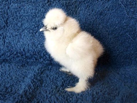 My Newest SILKIE Babies [pics] | BackYard Chickens - Learn How to Raise ...