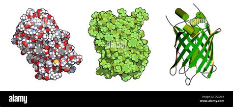 gfp jellyfish  res stock photography  images alamy