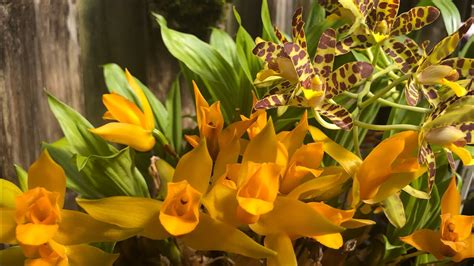 Цветение Орхидей (1) Ноябрь 2022 - YouTube