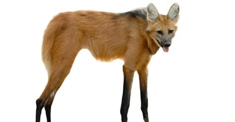 Animais Da Região Sul - 8