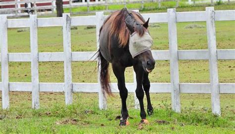 Cavallo Horse Boots Reviews in 2024 - Equine Desire