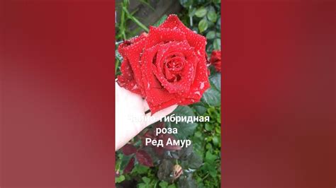 Чайно-гибридная роза Ред Амур. - YouTube