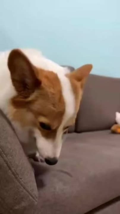 The origin of this cute dog smile meme - Meme by XSAMANX :) Memedroid