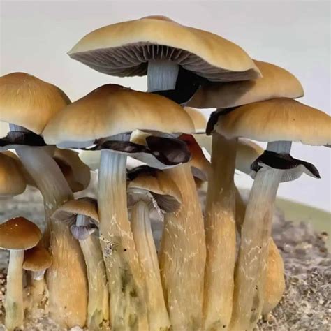 Купить споры грибов Z-STRAIN ️ в Украине