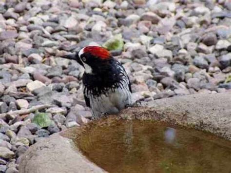 11 Types Of Woodpeckers In New Mexico Expert Guide