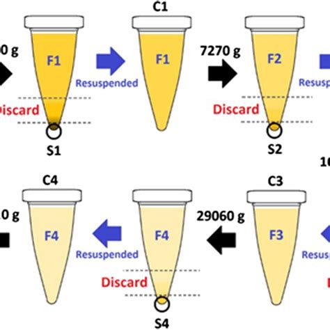 Schematic Illustration Of The Differential Centrifugation Process