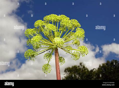 Garden Angelica (Angelica archangelica) (Angelica officinalis ...