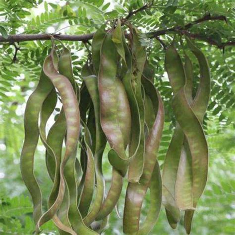 saponin extracts definition types history  nutritional