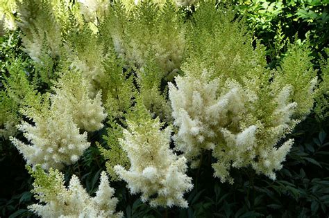 Астильба Арендса Диамант(Astilbe Arendsii Diamant)