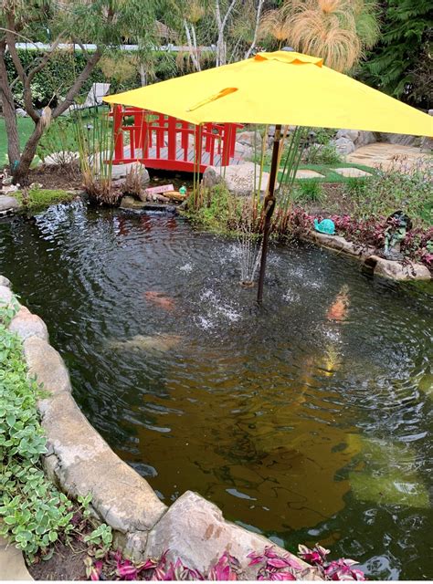 Koi Pond Maintenance Gallery - Gold N Koi