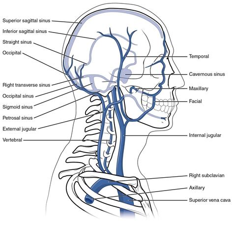 This diagram shows the veins present in the head and neck. | Anatomy ...