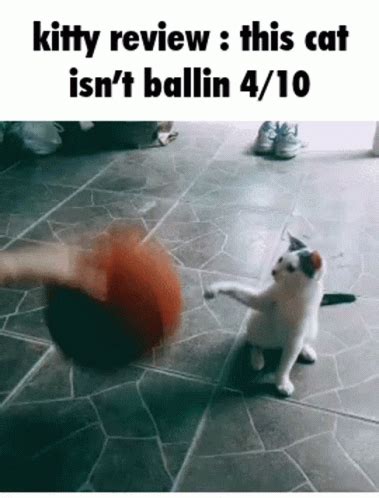 Kitty Review Isnt Ballin GIF - Kitty Review Isnt Ballin - Discover ...