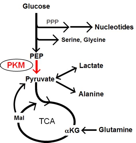 Pkm At The Crossroads Of Glucose Glutamine And Lactate Metabolism