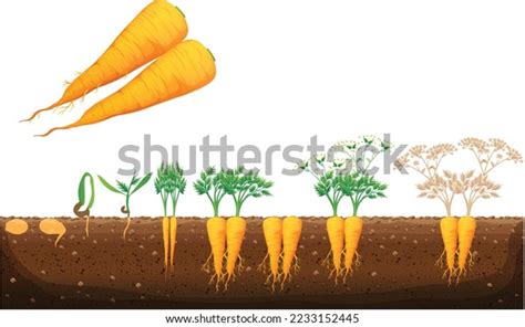 Carrot Plant Growth Stages Growing Process Stock Vector Royalty Free