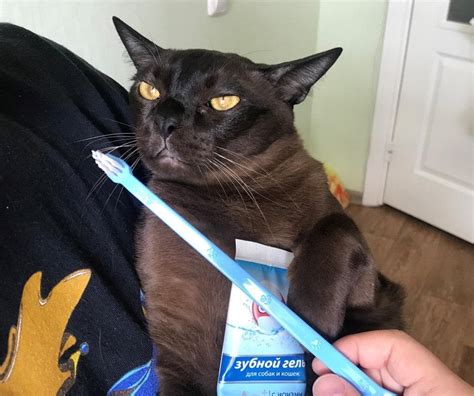 Чистка зубов кошке: Как часто чистить зубы питомцу?