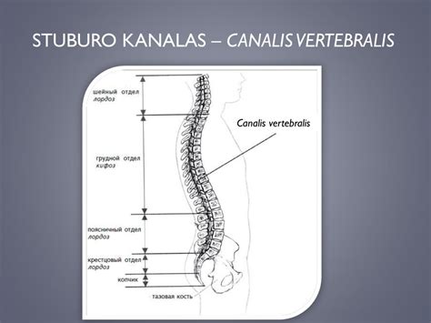 Ppt Stuburo Kanalo Ir Tarpslankstelini Ang Reik M Powerpoint