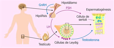 El Control Hormonal De La Producción De G Mind Map