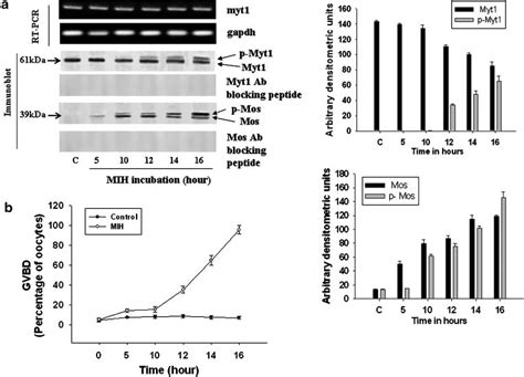 Mih Induced Myt 1 Deactivation And Mos Activation In Perch Oocyte A