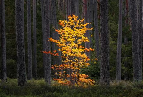 Nature Photography Contest 2023: Лучшие фото