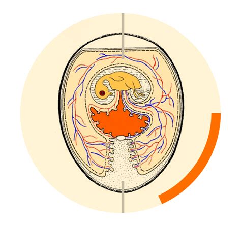 Respectful Treatment Of Sorted Out Embryos During In Ovo Sex Determination In The Second Third