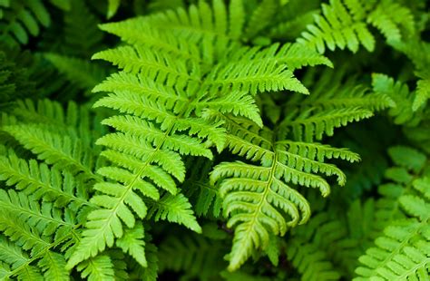 Are Asparagus Fern Berries Harmful To Poodles