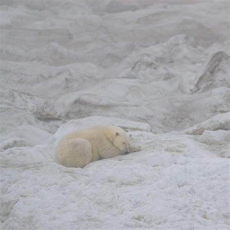 Polar Bear On A Large Ice Floe Wrangel Island Graham Boulnois