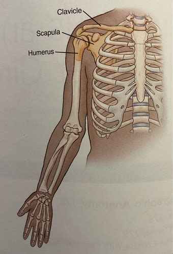 Humerus Shoulder Girdle Flashcards Quizlet