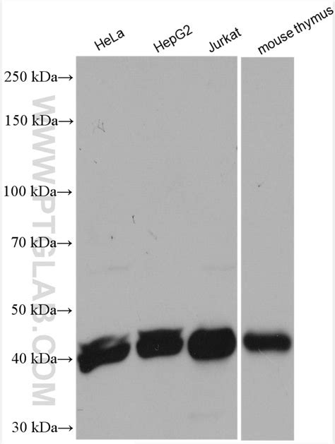 DPF2 antibody (12111-1-AP) | Proteintech